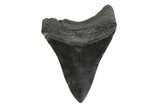 Serrated, Fossil Megalodon Tooth - South Carolina #356837-1